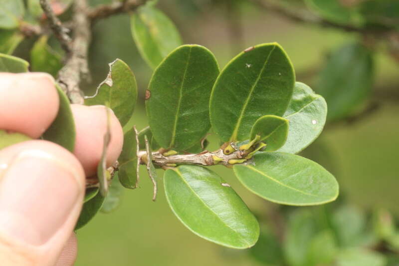 Myrcianthes leucoxyla (Ortega) Mc Vaugh resmi