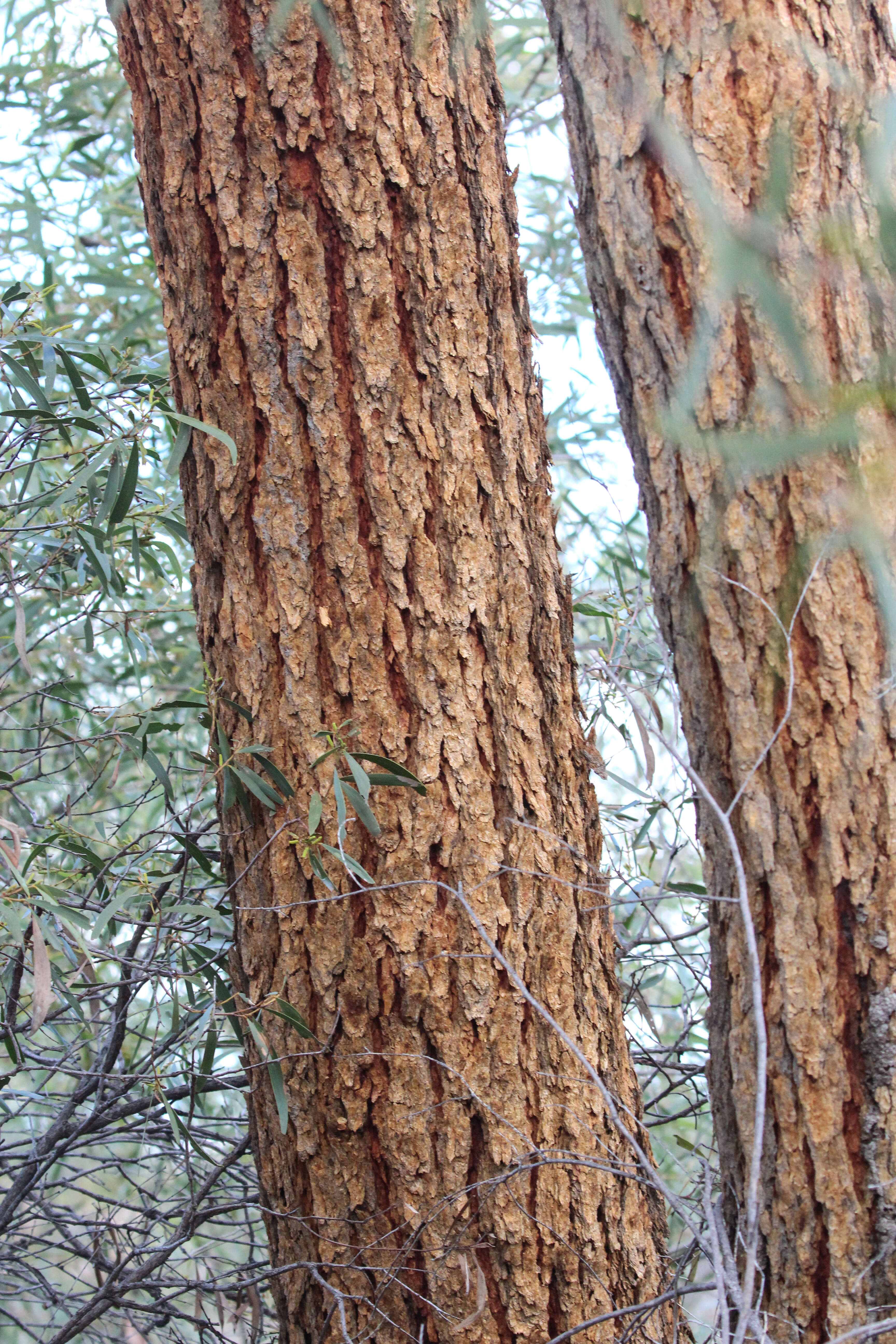 Image of corymbia