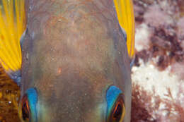 Image of Blue-throated parrotfish