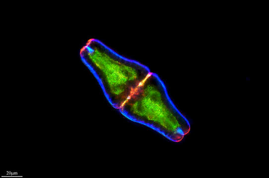 Image of Euastrum ansatum Ehrenberg ex Ralfs 1848