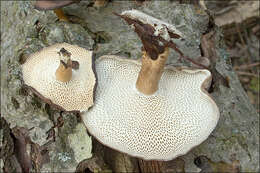 Image of Lentinus