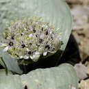 Image of Allium straussii Bornm.