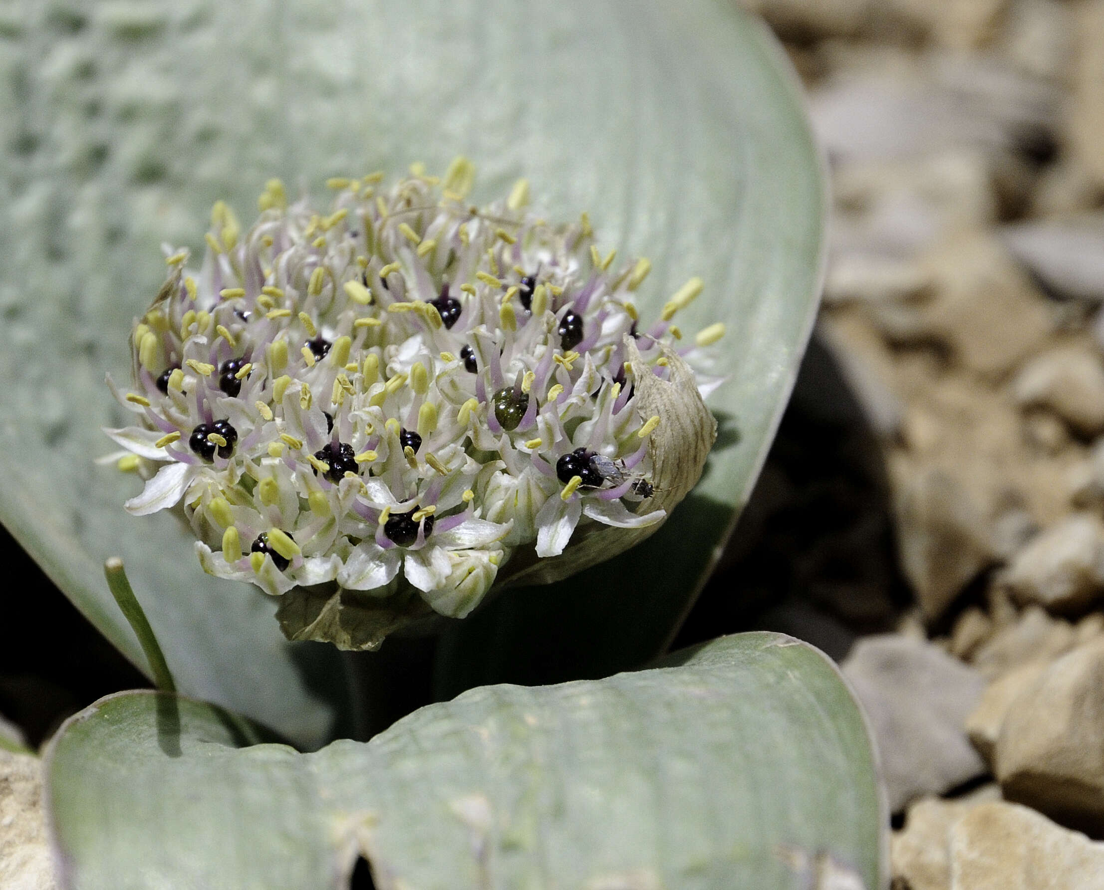 Image of Allium straussii Bornm.