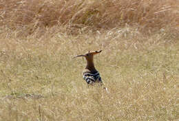 Image of hoopoes