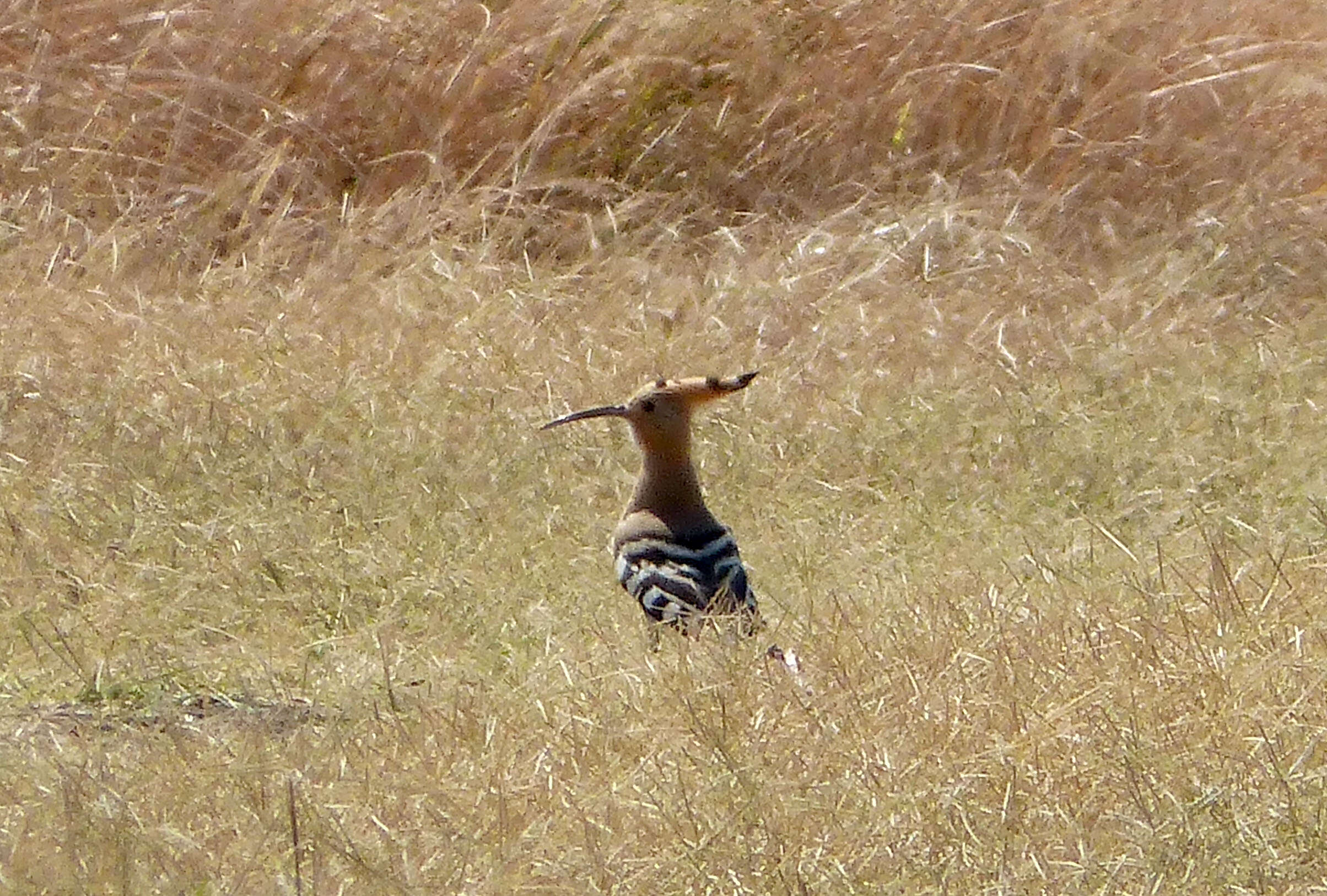 Image of hoopoes