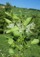 Image of buckthorn