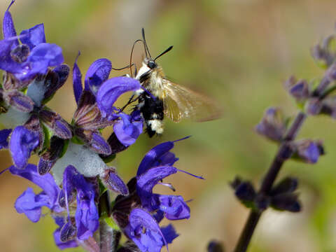 Imagem de Hemaris tityus (Linnaeus 1758)