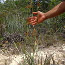 Image of Lagenocarpus rigidus (Kunth) Nees