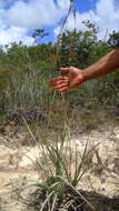 Image of lagenocarpus