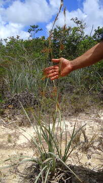 Image of lagenocarpus