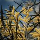 Слика од Acacia floribunda (Vent.) Willd.