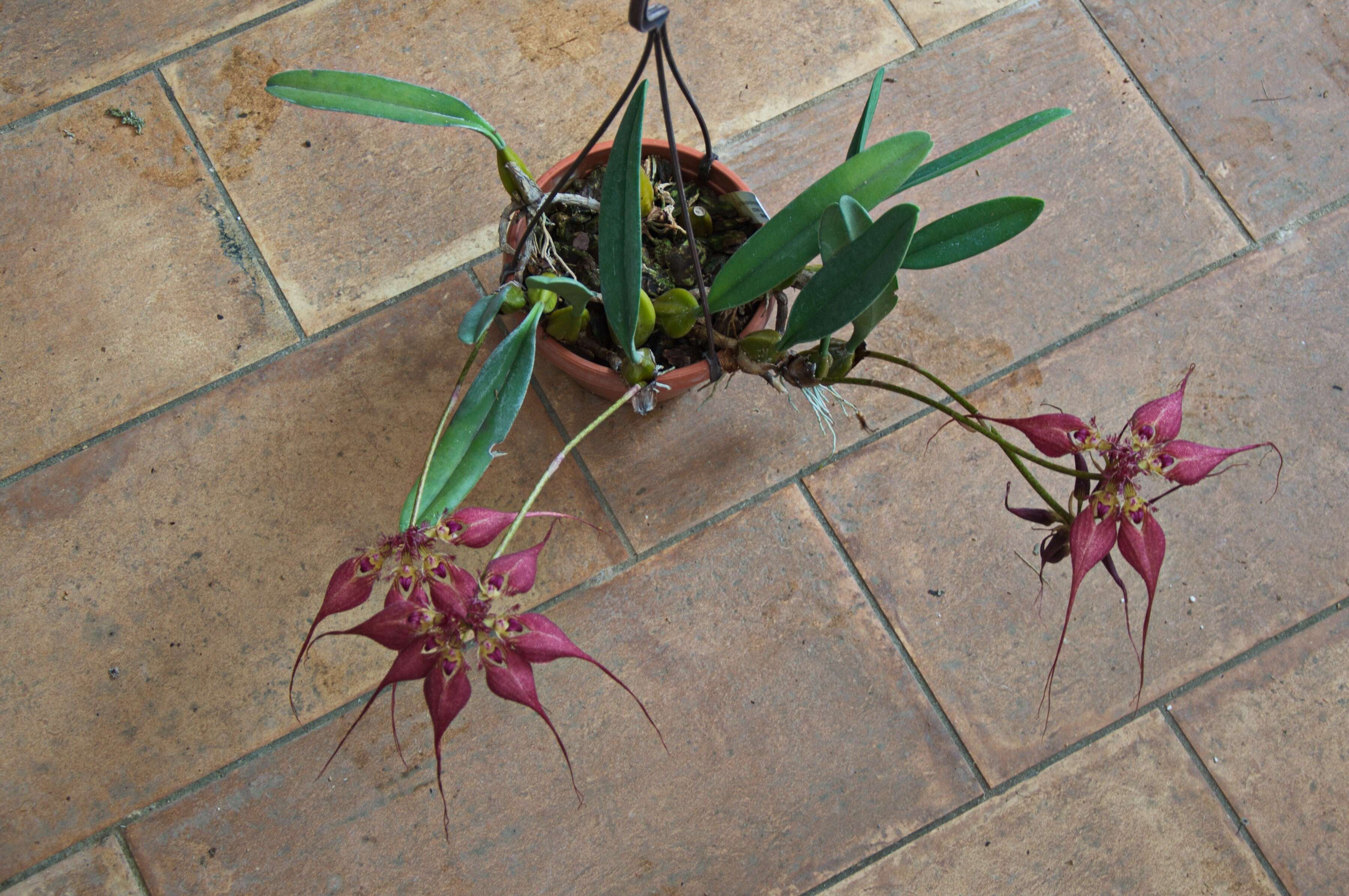 Image of Bulbophyllum rothschildianum (O'Brien) J. J. Sm.