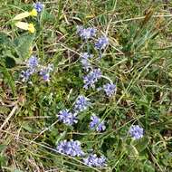 Image of Milkwort