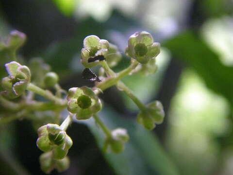 Image of American Nightshade