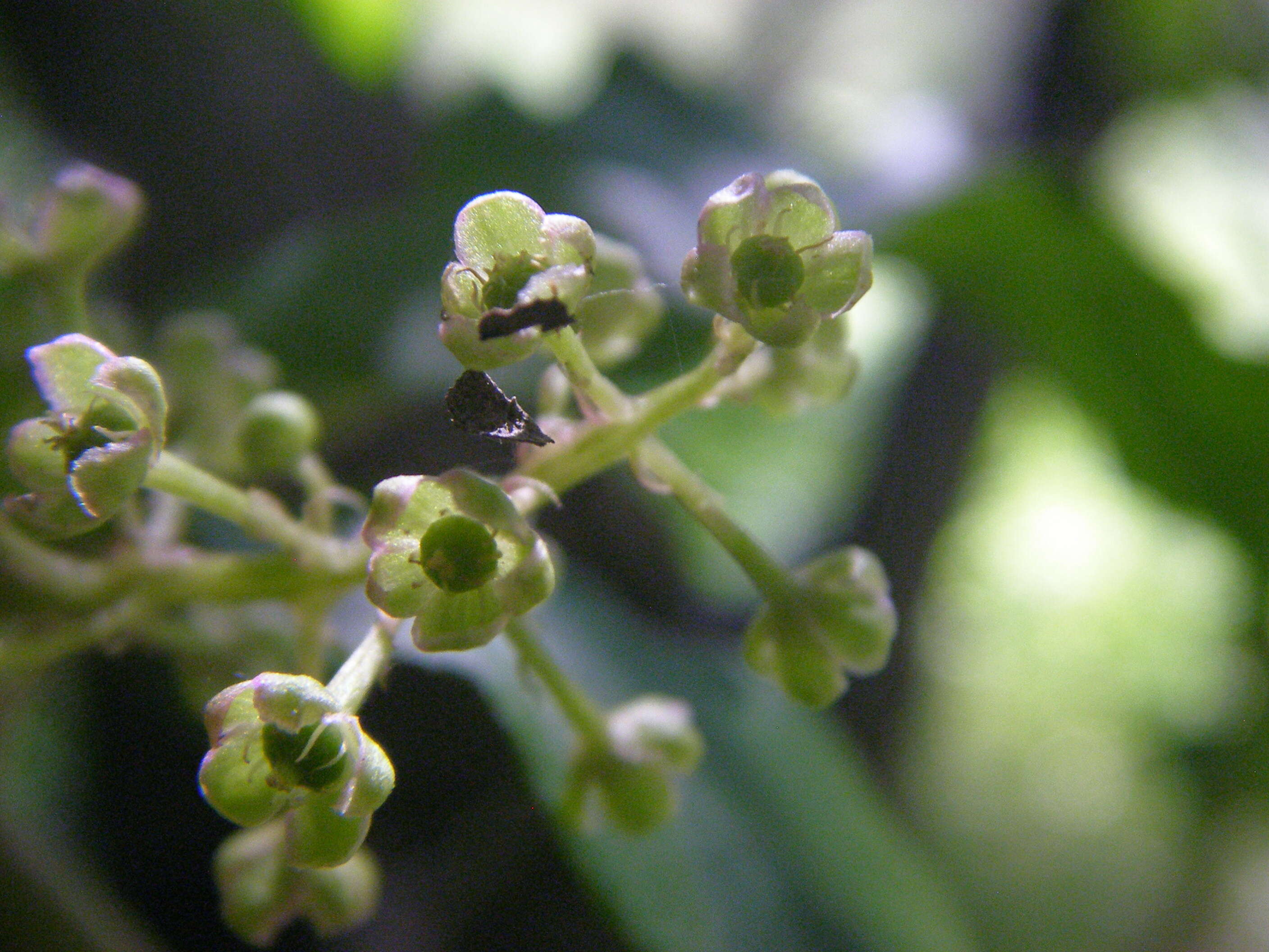 Image of pokeweed