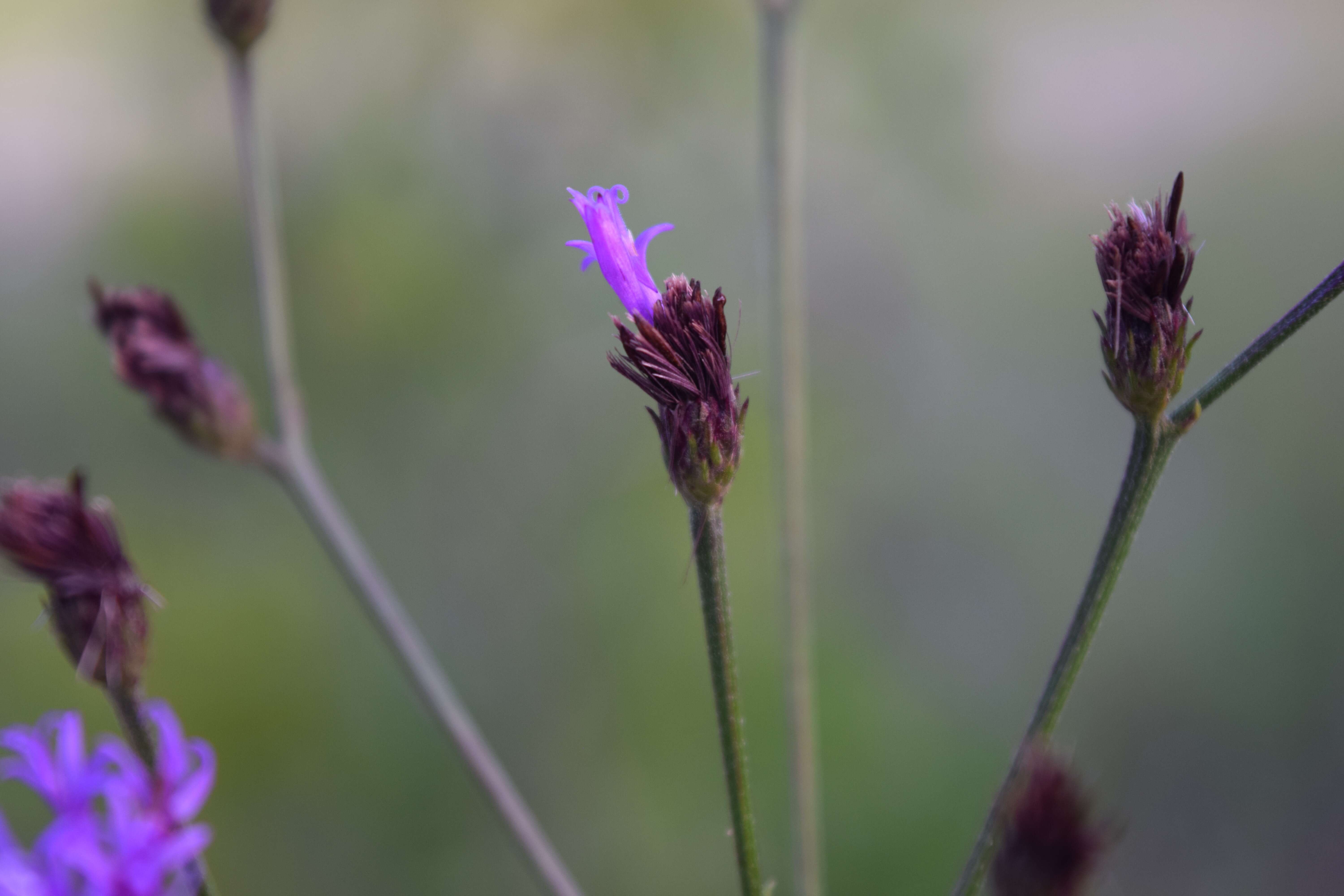 Image of ironweed