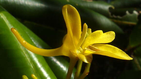 Image of Vochysia lucida C. Presl