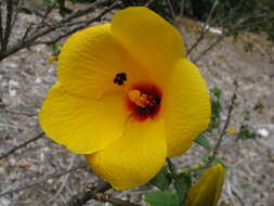 Image of Hibiscus scottii Balf. fil.