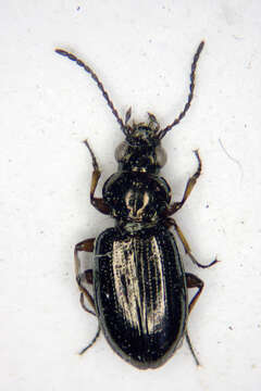 Image of Carabidae