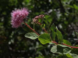 صورة Spiraea splendens Baumann ex K. Koch