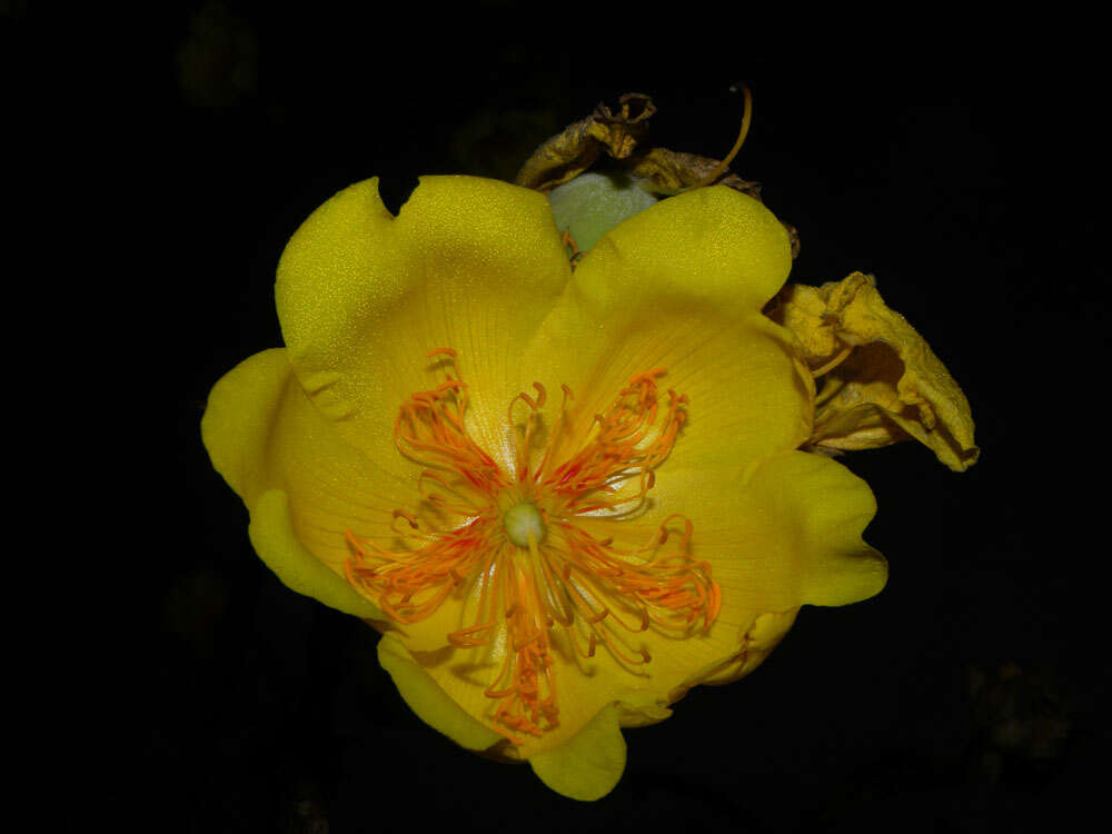 Image de Cochlospermaceae