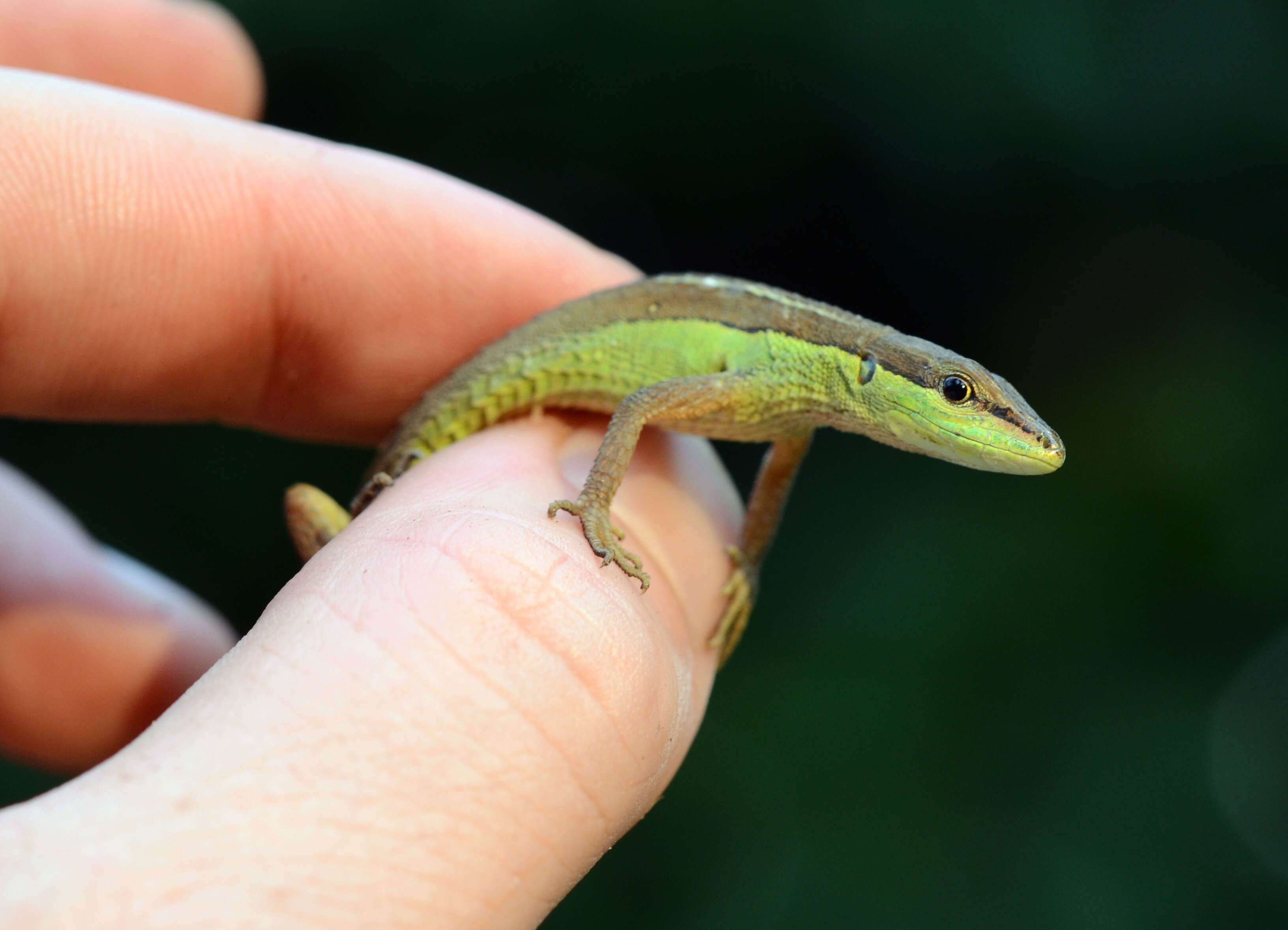 Image of Grass lizards