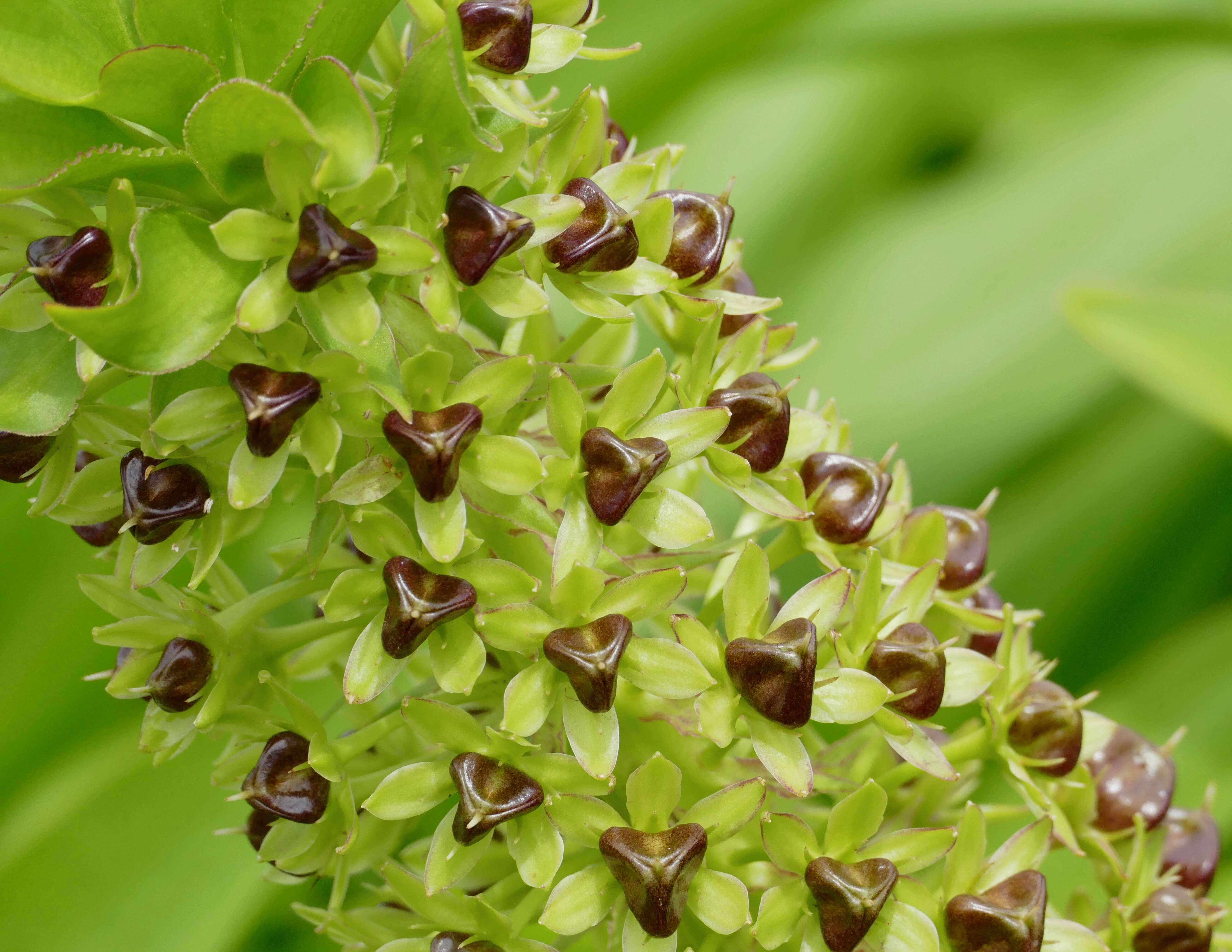 Imagem de Eucomis comosa (Houtt.) Wehrh.