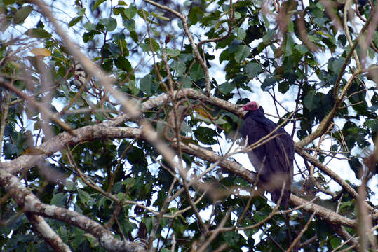 Image of Lesser Yellow-headed Vulture