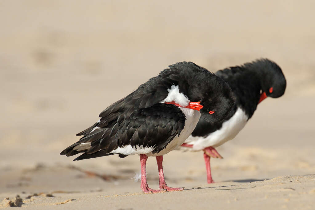 Image of Australian Pied Oystercatcher