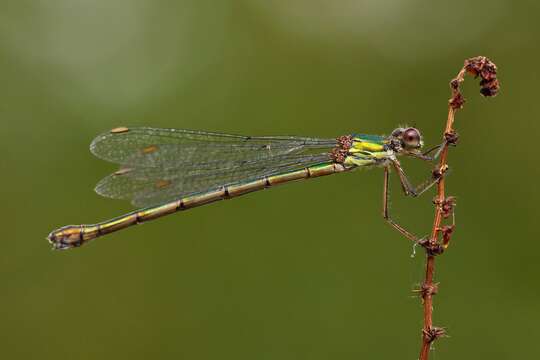 Image of Chalcolestes Kennedy 1920