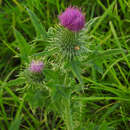 Image of bristly thistle
