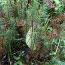 Image of Dawsonia longifolia (Greville) Zanten 1977