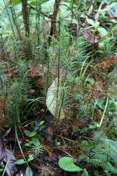 Image of Dawsonia longifolia (Greville) Zanten 1977