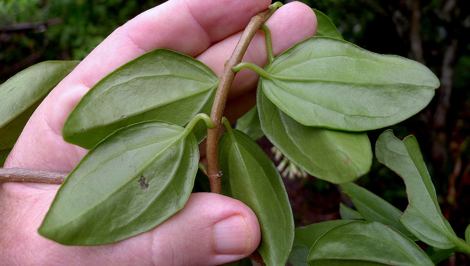 Mikania obovata DC. resmi