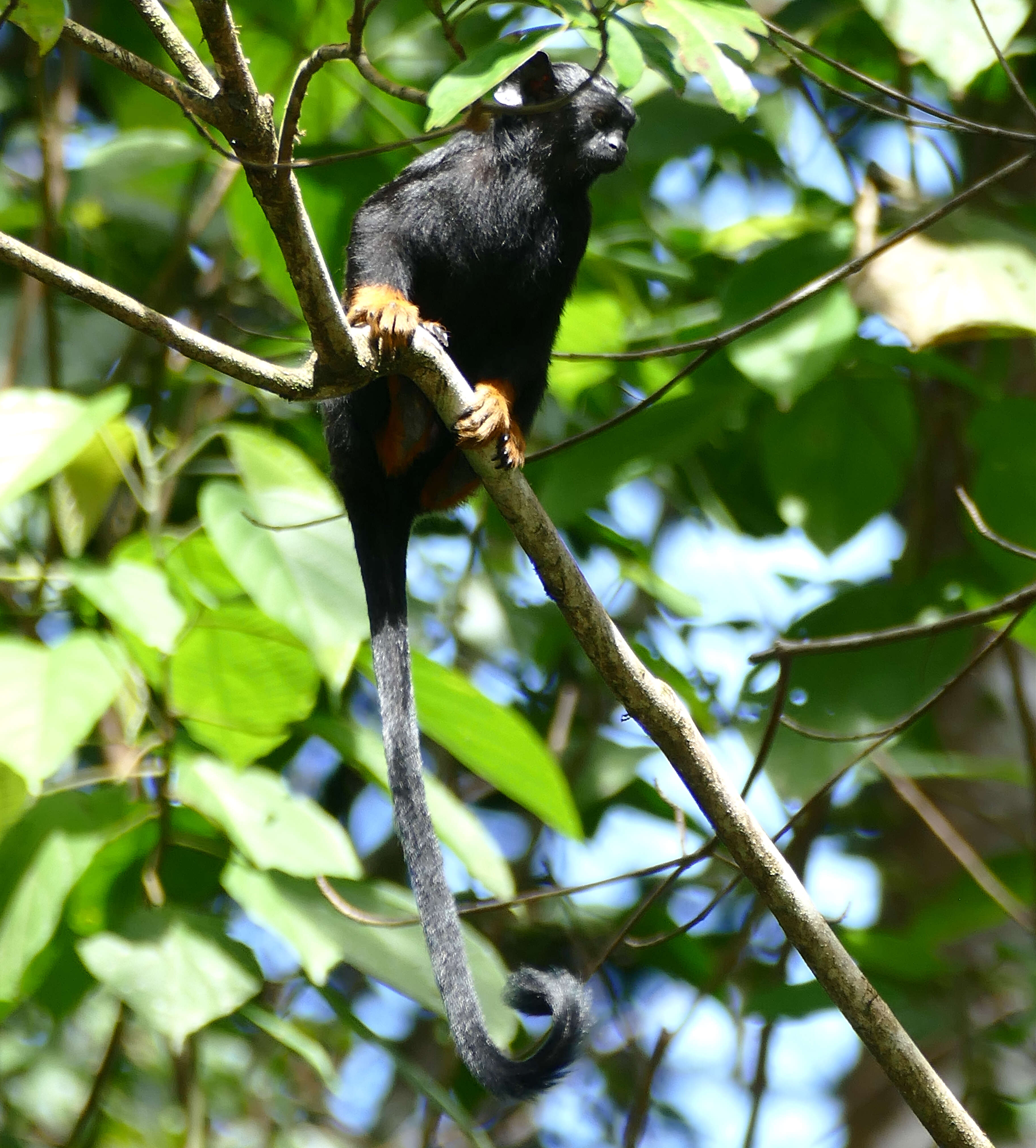 Image de Tamarin à mains rousses