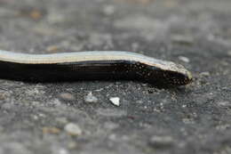 Image of Colubrine or yellow-lipped sea krait