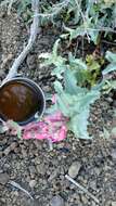 Image of Sunset Crater beardtongue