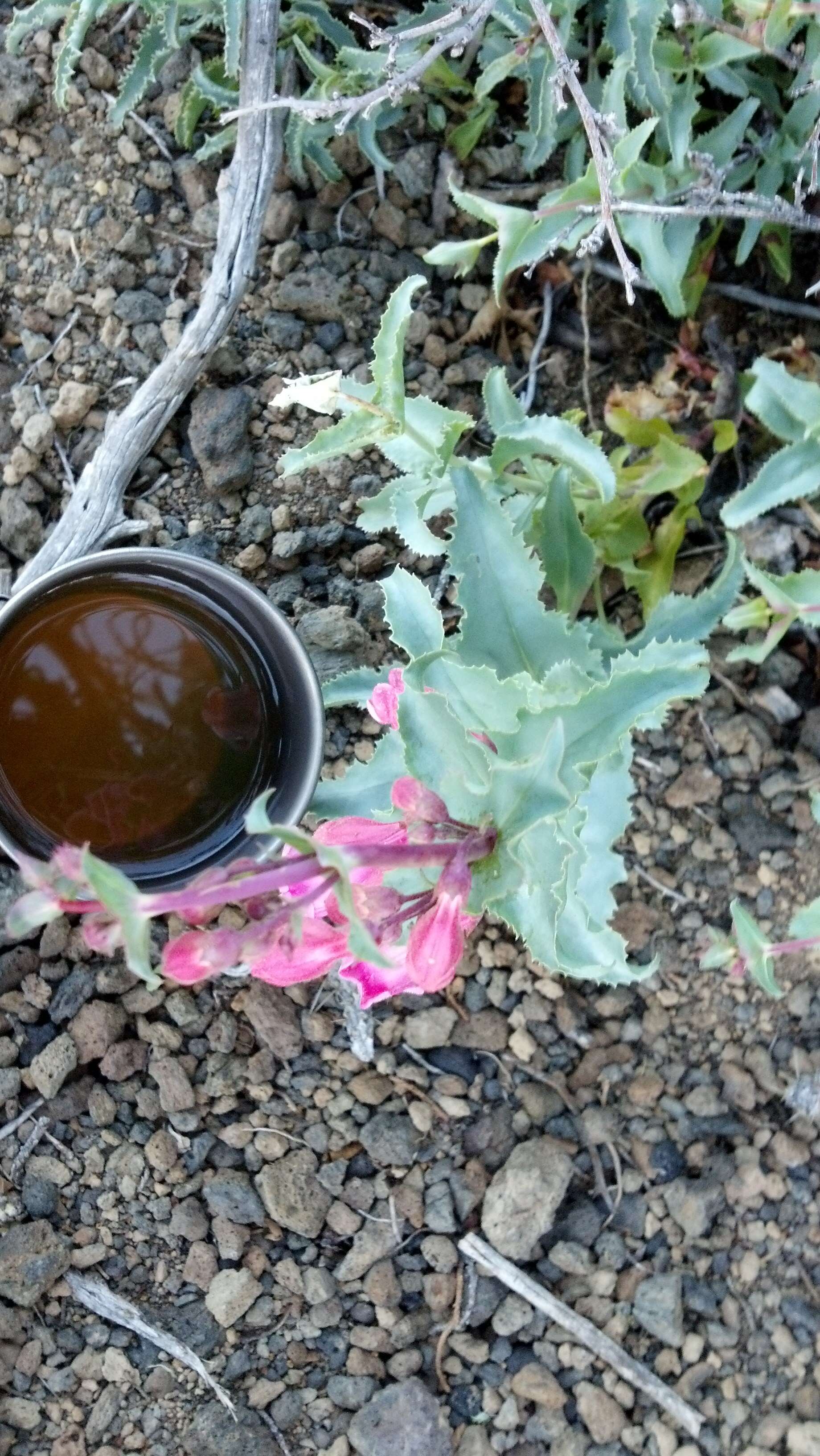 Image of Sunset Crater beardtongue