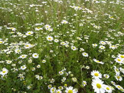 Anthemis arvensis L. resmi