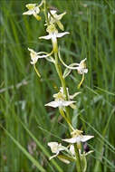 Image of Fringed orchids