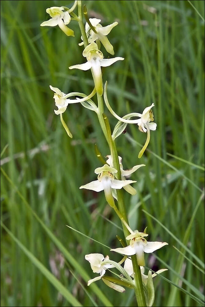 Image of Fringed orchids