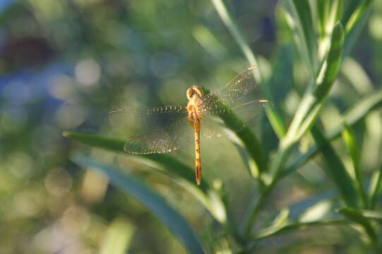 Image of Red Percher Dragonfly