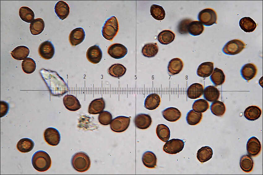 Слика од Strobilomyces