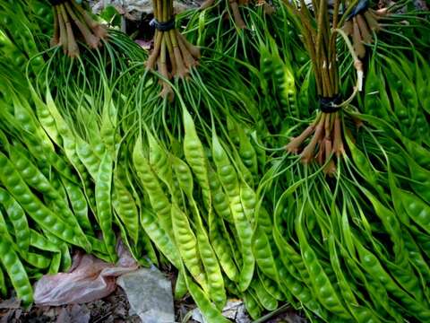 Plancia ëd Parkia speciosa Hassk.