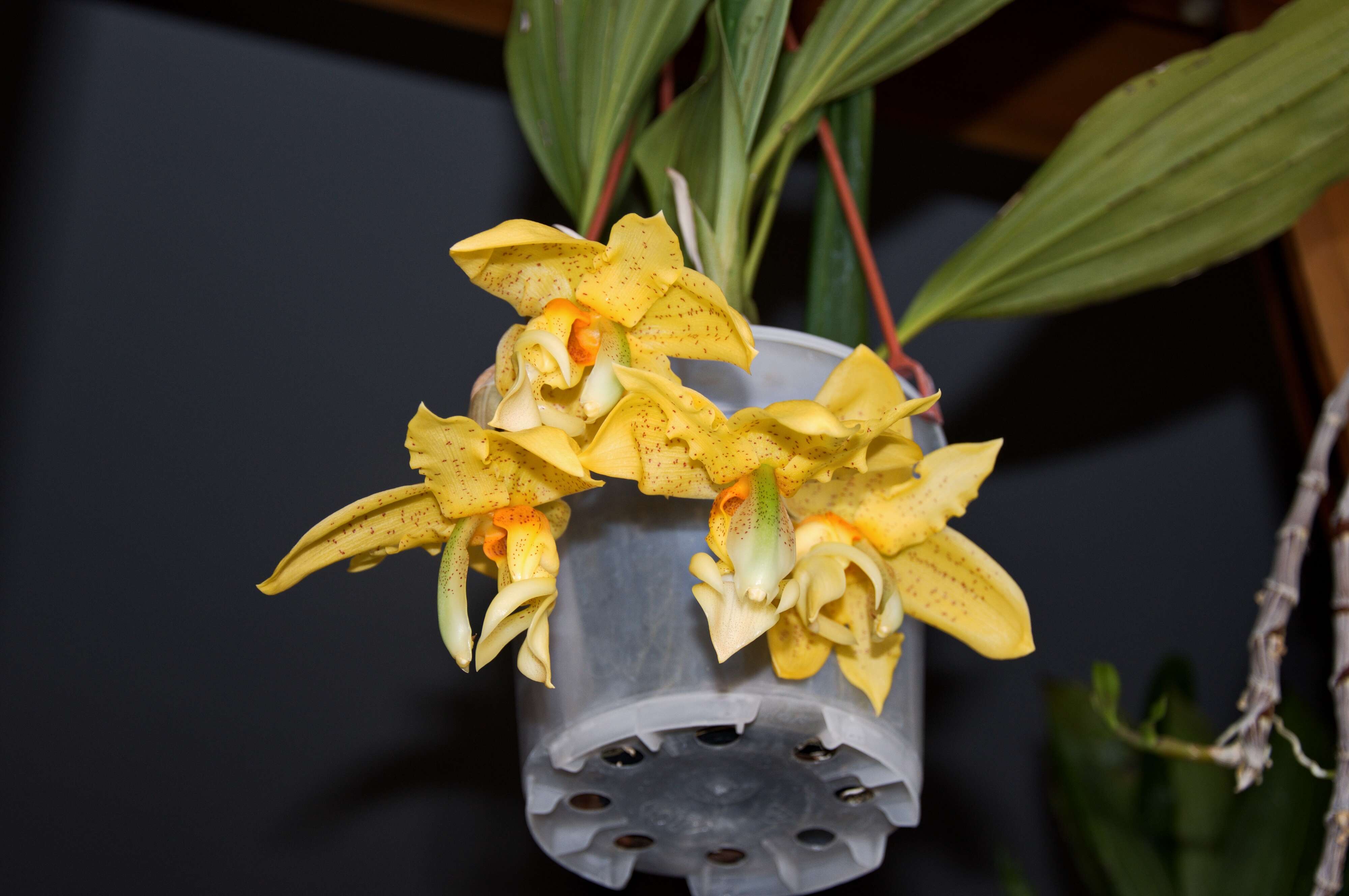 Image of Stanhopea graveolens Lindl.