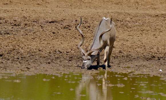 Image of Spiral-horned Antelope