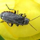 Image of Cantharis tristis