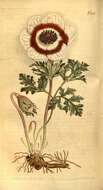 Image of Ranunculaceae