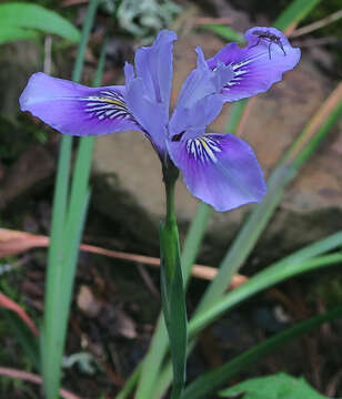 Image of Thompson's iris