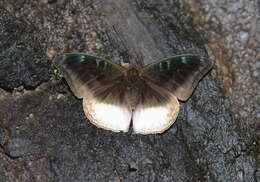 Image of Auzakia danava albomarginata